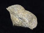 Paraspirifer bownockeri (STEWART 1927) - Bild © FossNet FossilienStore